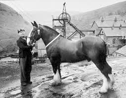 Big Jim with “Dai” in Llareggyb, 1922